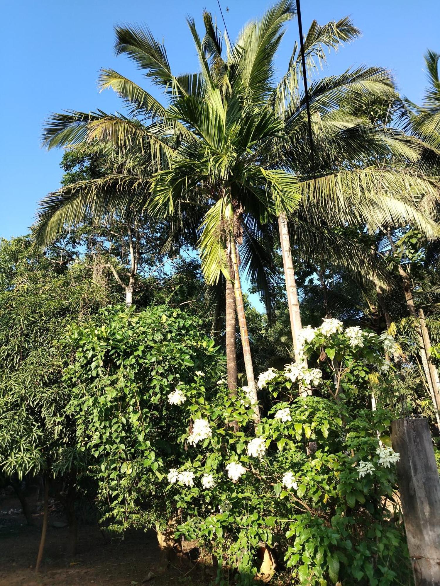 Appartamento Willwin Park Anuradhapura Esterno foto